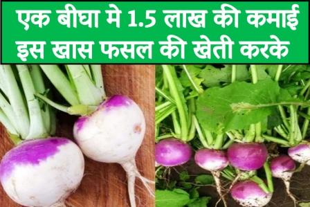 Earn 1.5 lakh in one bigha by cultivating this special crop.