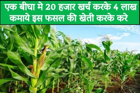 Earn 4 lakh by spending 20 thousand in one bigha and cultivate this crop