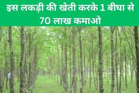 Earn 70 lakhs from 1 bigha by cultivating this wood.
