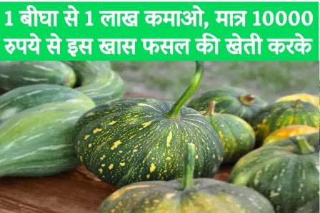 Earn Rs 1 Lakh from 1 Bigha by cultivating this special crop with just Rs 10,000