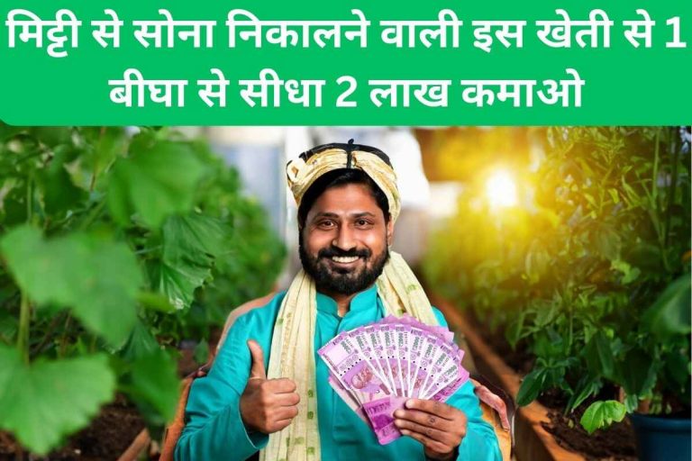 Earn Rs 2 Lakh directly from 1 Bigha by cultivating this special crop.