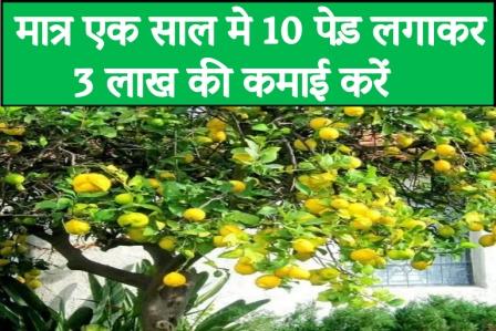 Earn Rs 3 lakh by planting 10 trees in just one year