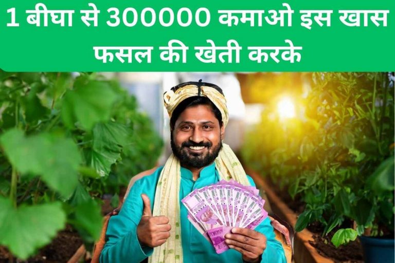 Earn Rs 300000 from 1 Bigha by cultivating this special crop.