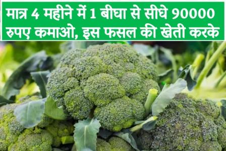 Earn Rs 90,000 directly from 1 Bigha in just 4 months by cultivating this crop