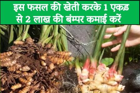 Earn a bumper income of Rs 2 lakh from 1 acre by cultivating this crop.