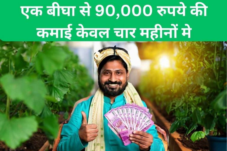 Earning Rs 90,000 from one bigha in just four months