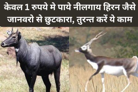 Get rid of animals like Nilgai deer for just 1 rupee