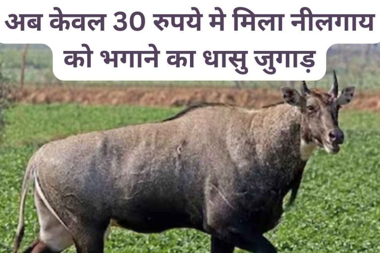 Now got the magic trick to drive away Nilgai for just Rs 30