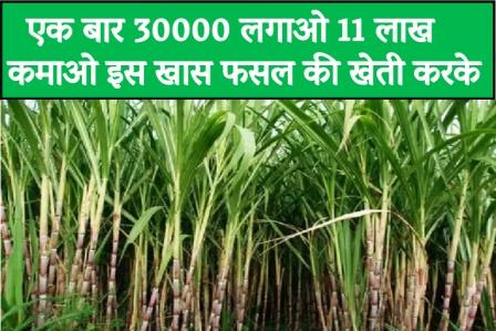 Plant Rs 30000 once and earn Rs 11 lakh by cultivating this special crop.