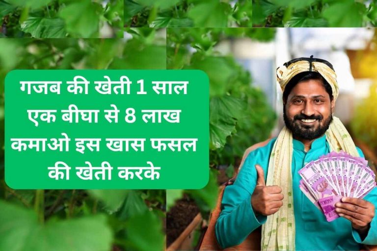 Amazing farming Earn 8 lakhs from one bigha in 1 year by cultivating this special crop.