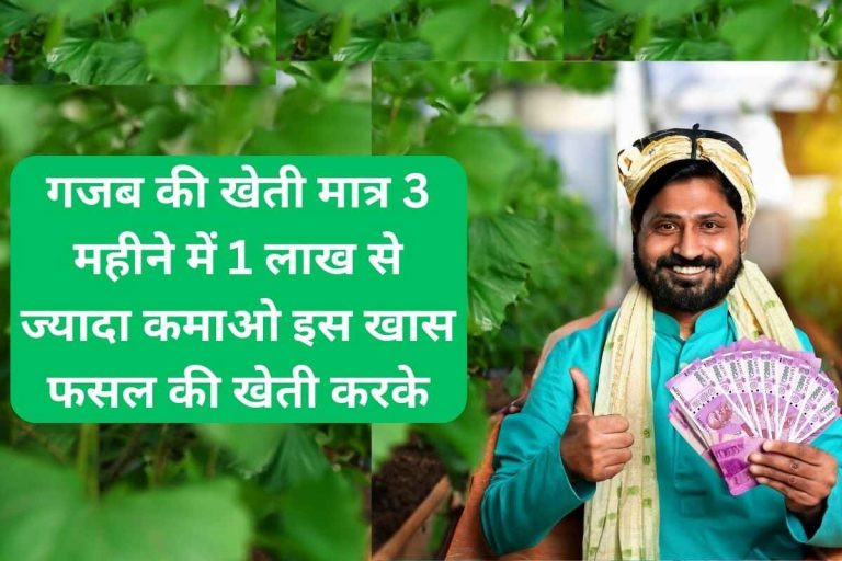 Amazing farming Earn more than Rs 1 lakh in just 3 months by farming this special crop.