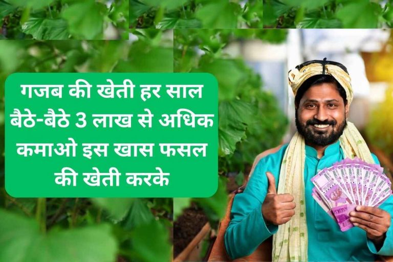 Amazing farming Earn more than Rs 3 lakh every year by farming this special crop.