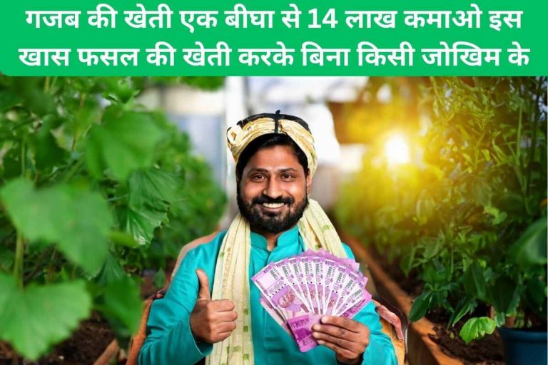 Amazing farming, earn 14 lakhs from one bigha.