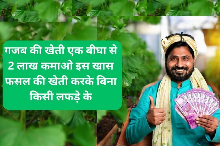 Amazing farming, earn 2 lakhs from one bigha