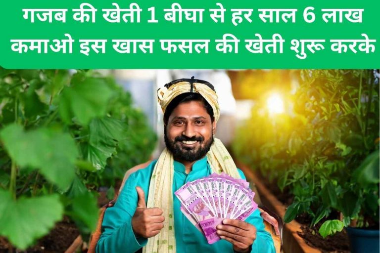Amazing farming, earn 6 lakhs every year from 1 bigha.