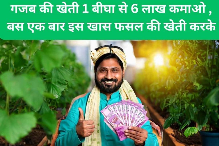 Amazing farming, earn 6 lakhs from 1 bigha.