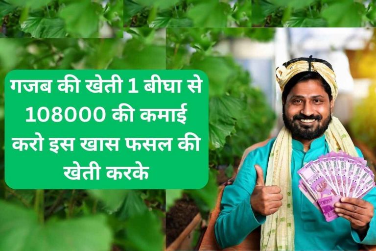 Amazing farming, earn Rs 108000 from 1 bigha.