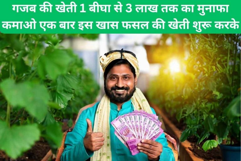 Amazing farming, earn profit from 1 bigha to 3 lakhs