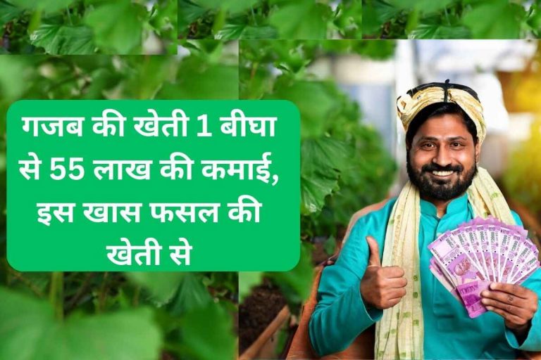 Amazing farming, earning Rs 55 lakh from 1 bigha, from the cultivation of this special crop.