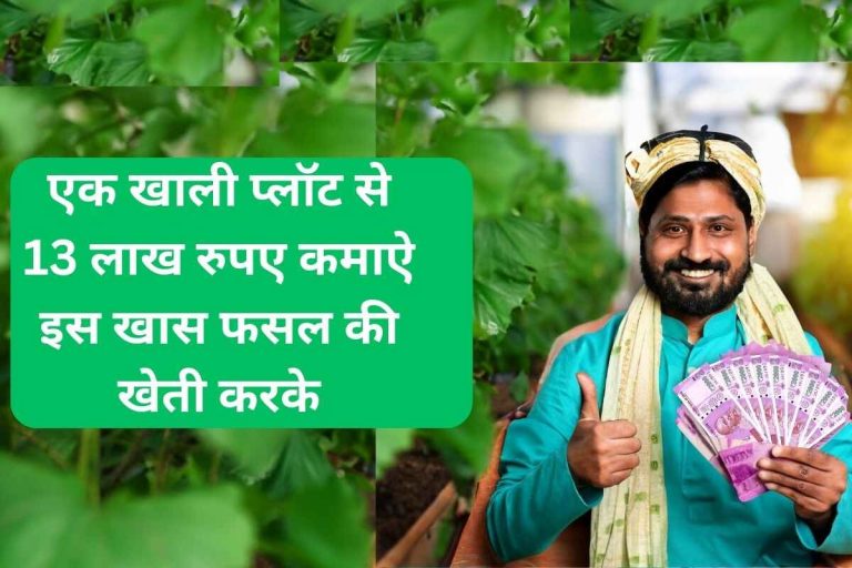 Earn Rs 13 lakh from an empty plot by cultivating this special crop.