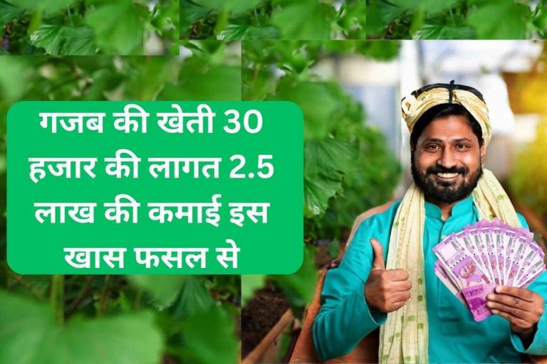 Amazing farming cost of Rs 30 thousand, earning of Rs 2.5 lakh from this special crop