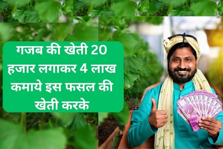 Amazing farming, earned 4 lakhs by investing 20 thousand rupees by cultivating this crop.