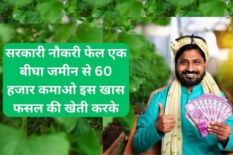 Government job failed, earn Rs 60 thousand from one bigha land by cultivating this special crop