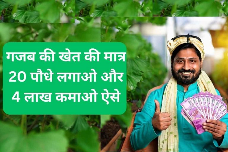 Plant just 20 saplings in this amazing farm and earn Rs 4 lakh like this.