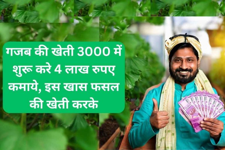 Start amazing farming in Rs 3000 and earn Rs 4 lakh by cultivating this special crop.