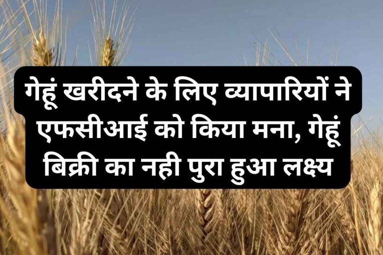 Traders refuse to FCI to buy wheat, target of wheat sale not achieved